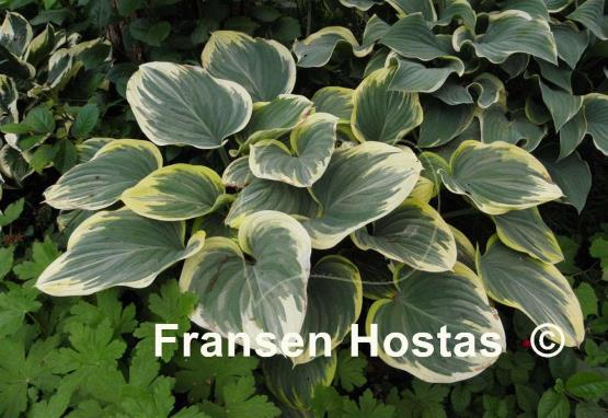 Hosta Clifford's Forest Fire